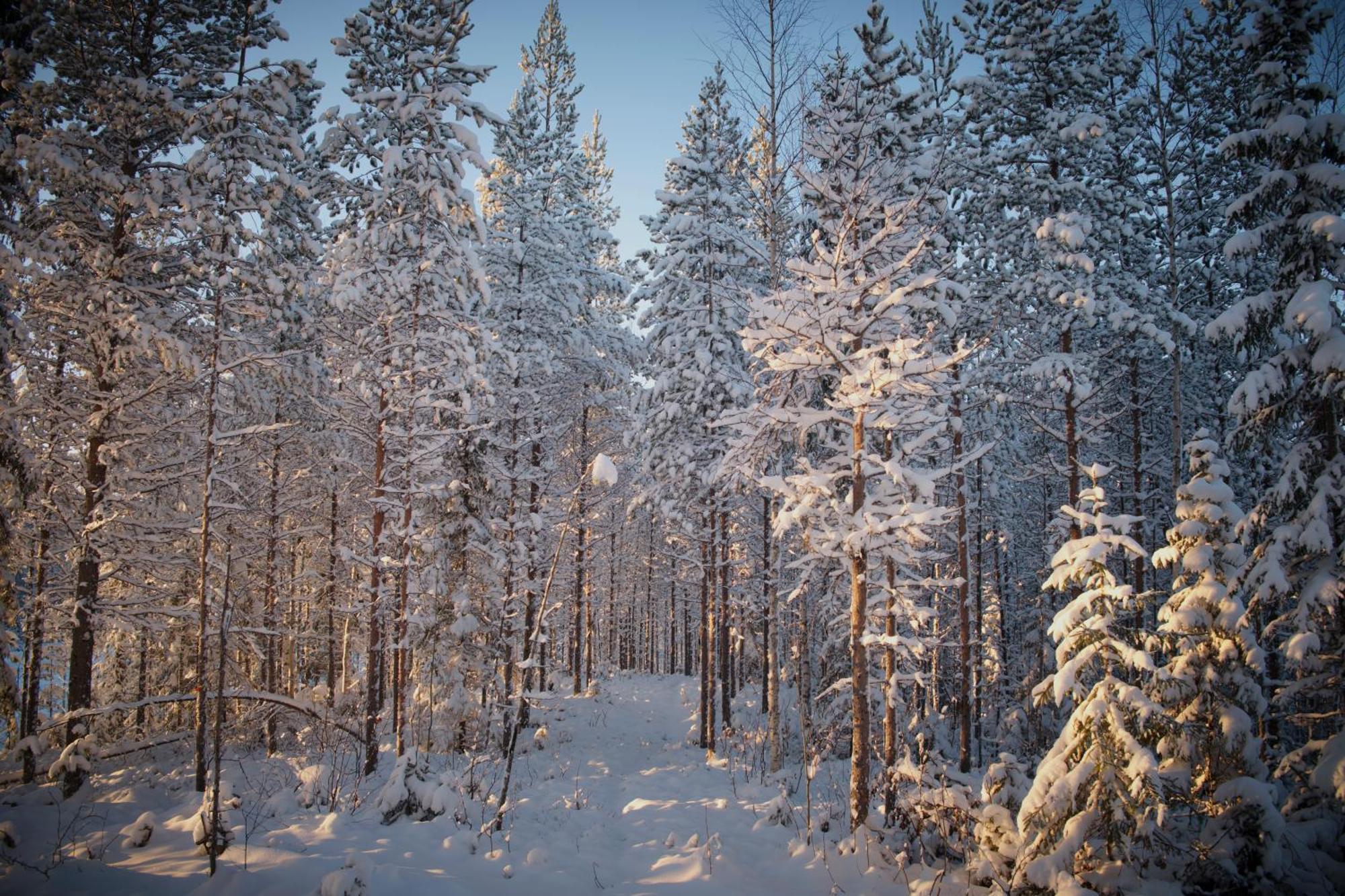 מלון Lapptrask Langforsen Glamping & Lapland Experience מראה חיצוני תמונה